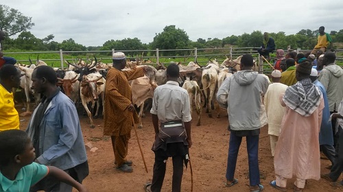 Conflits agriculteurs-éleveurs : Sur les pistes de transhumance de l’axe Fadji-Kompienga 